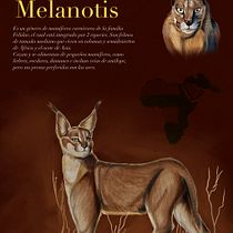 Mi Proyecto del curso: Ilustración naturalista de animales Caracal. Un proyecto de Ilustración tradicional de Ignacia Lifko Fuentealba - 10.09.2020