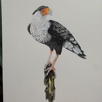 Mi primer ave: El carancho. Pintura em aquarela projeto de Maria Lujan - 13.09.2020
