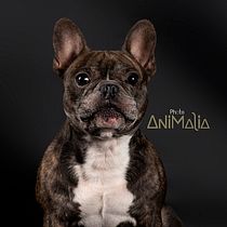 PHOTO ANIMALIA. Un projet de Design , Photographie, Photographie de portrait, Photographie numérique , et Photographie pour Instagram de Jose Spagnolo - 14.09.2020