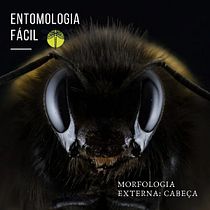 @entomologia.facil  - Meu projeto do curso: Comunicação eficiente e criativa para seus projetos . Un progetto di Instagram di Aline Unes - 16.09.2020