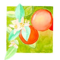 Mi Proyecto del curso. Técnicas de acuarela en negativo para ilustración botánica: Naranjo en negativo Ein Projekt aus dem Bereich Botanische Illustration von Ariana Robertson - 16.09.2020