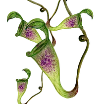 My project in Botanical Illustration with Watercolors course. Ilustração botânica projeto de Raffaella Fiore - 17.09.2020