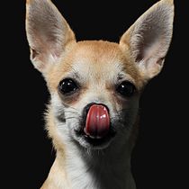Mi Proyecto del curso: Introducción a la fotografía de perros. Un projet de Photographie de paufotomedios - 17.09.2020