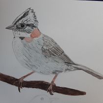 Mi Proyecto del curso: Ilustración naturalista de aves con acuarela. Traditional illustration project by heidi_heitmann_frutuoso - 09.19.2020