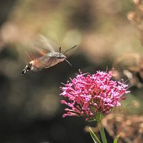 Paisaje y flora del cantábrico. Un projet de Créativité de Jose Ontiveros - 19.09.2020