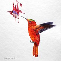 Ilustración naturalista Picaflor de Juan Fernández Macho. Ilustração tradicional, e Pintura em aquarela projeto de Celeste Valencia - 24.09.2020