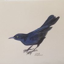Mi Proyecto del curso: Un chango (Quiscalus niger brachypterus). Watercolor Painting project by isma5 - 09.26.2020