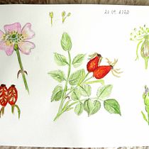 My project in Botanical Watercolor Sketchbook course. Un progetto di Disegno di koutna_marianna - 26.09.2020