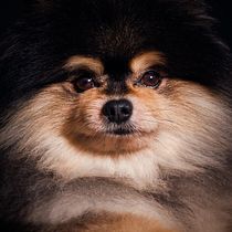 Mi Proyecto del curso: Introducción a la fotografía de perros. Un projet de Photographie de Jonathan Piqueras Saiz - 28.09.2020
