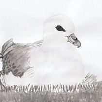 Noordse stormvogel. Ilustração com tinta projeto de Silvia Roukens - 11.10.2020