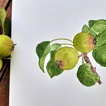 My project in Botanical Illustration with Watercolors course. Pintura em aquarela projeto de Zuzana Vitásková - 07.10.2020