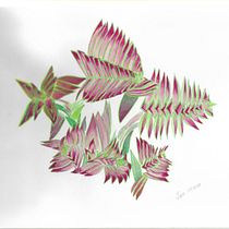 Crassula Capitella. Desenho projeto de cintyaortizlemos - 30.10.2020