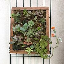 Mi Proyecto del curso: Diseño y creación de composiciones botánicas. Un progetto di Interior design e Paesaggismo di Cecilia Troyo Ulloa - 12.10.2020