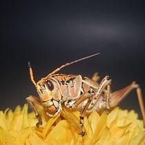 Mi Grilllo Macro. Un projet de Photographie de Cesar Arbeláez - 12.10.2020