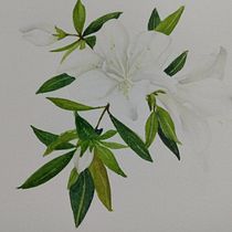 Azalea en acuarela. Ilustração botânica projeto de Nancy Vazquez - 13.10.2020