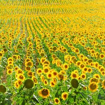 Mi Proyecto del curso: Introducción a la fotografía digital-Girasoles. Un projet de Photographie de victoria2013 - 14.10.2020