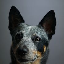 Mi Proyecto del curso: "Fredo y Gala". Un projet de Photographie de Armando Pineda - 16.10.2020