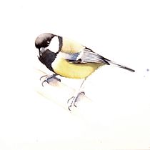 My project in Naturalist Bird Illustration with Watercolors course, Great tit, Marsh tit, Nuthatch. Watercolor Painting project by funke_jan - 10.16.2020
