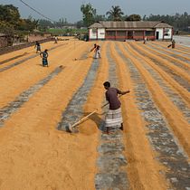 Trabajadores del Arroz Ein Projekt aus dem Bereich Dokumentarfotografie, Fotografie und Außenfotografie von Celia - 04.11.2020