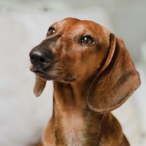 Meu projeto do curso: Fotografia lifestyle de cachorros - Instagram Lilo. Digital Photograph, Lifest, le Photograph & Instagram Photograph project by Juliana Krupahtz - 10.20.2020