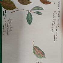 Mi primer curso de acuarela. Projekt z dziedziny  Sztuki piękne użytkownika María Cecilia Morilla - 20.10.2020
