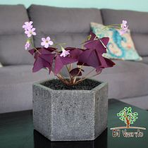 Mi Proyecto del curso: El viverito, Macetas de cemento!!. Arts, Crafts, Furniture Design, Making, Interior Design, Interior Decoration, and DIY project by Alberto Lara Rocha - 10.05.2020