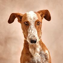Moda Canina. Un projet de Photographie de studio de Carlos Cano - 07.05.2021