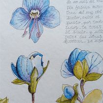 Mi Proyecto del curso: Cuaderno botánico en acuarela. Projekt z dziedziny R i sunek botaniczn użytkownika Marce - 17.11.2020