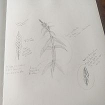 Mi Proyecto del curso: Cuaderno botánico en acuarela. Projekt z dziedziny R, sunek realist i czn użytkownika alejandra gonzalez salazar - 28.10.2020