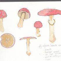 My project in Botanical Watercolor Sketchbook course. Projekt z dziedziny R i sunek botaniczn użytkownika Lucinda Martin - 06.12.2020