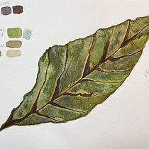 My project in Botanical Watercolor Sketchbook course. Projekt z dziedziny Malowanie akwarelą użytkownika BENJAMIN CORRALES - 24.10.2020