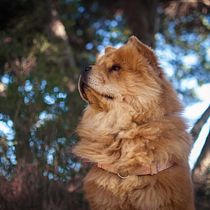 Mi Proyecto del curso: Introducción a la fotografía de perros. Un projet de Photographie de portrait de claudia silva - 02.11.2020