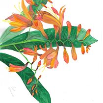 FLORES DEL JARDÍN. Un progetto di Disegno di cintyaortizlemos - 03.11.2020