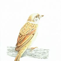 My project in Naturalist Bird Illustration with Watercolors course. Pintura em aquarela projeto de Charina Cabanayan - 06.11.2020