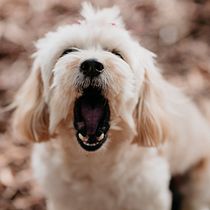 Meu projeto do curso: Introdução à fotografia de cachorros. Un projet de Photographie de victorlaeber - 07.11.2020
