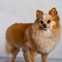 Meu projeto do curso: Introdução à fotografia de cachorros. Un projet de Photographie de studio de João Carlos Arieira - 10.11.2020