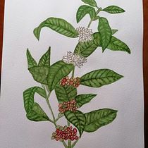 Mi Proyecto del curso: Ilustración botánica con acuarela. Ilustração botânica projeto de Estefania Arango Gómez - 17.11.2020