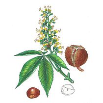 Mi Proyecto del curso: Cuaderno botánico en acuarela. Projekt z dziedziny Grafika ed, torska, Projektowanie graficzne, R i sunek botaniczn użytkownika Carme Farrerons - 13.11.2020