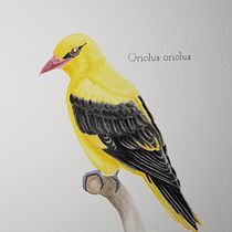 My project in Naturalist Bird Illustration with Watercolors course. Desenho realista, e Pintura em aquarela projeto de Franziska - 16.11.2020
