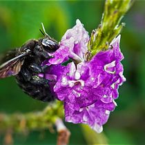 NATURALEZA VIVA (COSTA RICA). Un projet de Photographie numérique de Andrea Fernandez Bonilla - 20.11.2020
