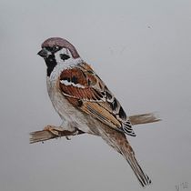 My project in Naturalist Bird Illustration with Watercolors course. Ilustração tradicional, e Pintura em aquarela projeto de Janneke Vrijdag - 20.11.2020