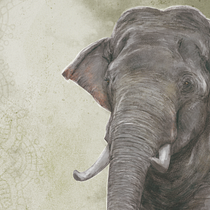 My project in Naturalist Animal Illustration with Procreate course. Un proyecto de Ilustración digital e Ilustración tradicional de Cintia Szuhai - 16.07.2020