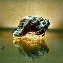 Mi Proyecto:   CAPARAZON  (Caracol hermitaño). Un projet de Photographie de Luis Bellanco Lorenzo - 27.01.2021