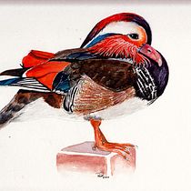 Ilustración naturalista de aves con acuarela. Ilustração tradicional projeto de Regina von Reitzenstein - 24.11.2020