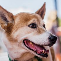 Meu projeto do curso: Fotografia lifestyle de cachorros. Un projet de Photographie publicitaire, Photographie extérieure, Photographie lifest , et le de Ironi Schleder - 05.12.2020