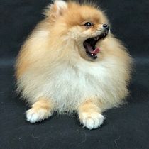 Mi Proyecto del curso: Introducción a la fotografía de perros. Un projet de Photographie de studio de Judit Sitjà - 26.11.2020