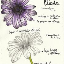 Mi Proyecto del curso: Cuaderno botánico en acuarela. Projekt z dziedziny R i sunek botaniczn użytkownika Madison Soto - 08.12.2020
