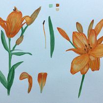 My project in Botanical Illustration with Watercolors course. Ilustração botânica, e Pintura em aquarela projeto de agata_da - 29.11.2020