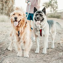 Mi Proyecto del curso: Fotografía lifestyle de perros. Un projet de Photographie, Photographie extérieure , et Photographie pour Instagram de Scarlett Butler - 01.02.2021