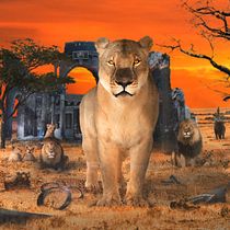 The Lioness Queen - Meu projeto do curso: Segredos da fotomontagem e do retoque criativo. Photographic Composition, Concept Art, Digital Photograph, Photograph, and Post-production project by Drielle Fulco - 12.16.2020